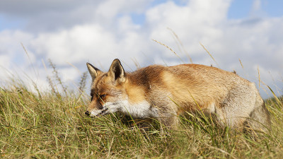 你们;红狐狸;vulpes vulpes