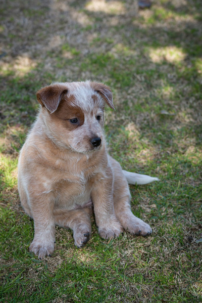 一只6周大的红色希勒犬，澳大利亚牧牛犬，坐在后院的草地上。小狗崽在玩耍后休息。
