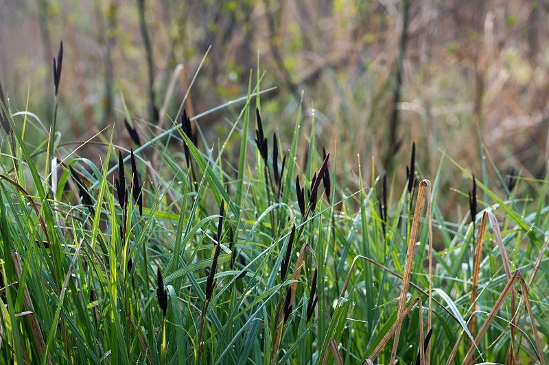 小塘莎草(Carex acutiformis)花特写选择焦点