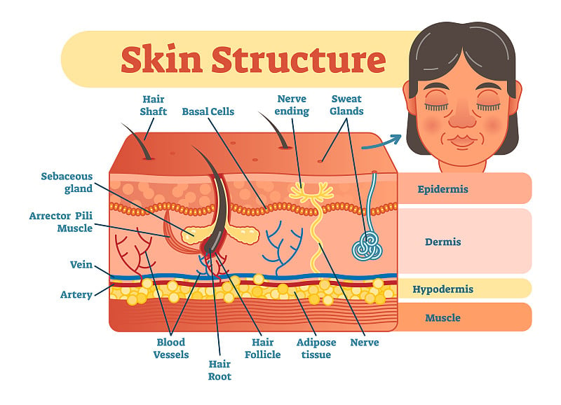 皮肤结构向量图解与皮肤层和主要元素。