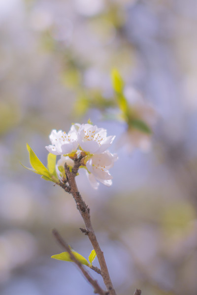 公园里的樱花盛开