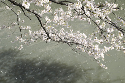 樱桃河