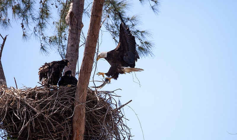 成年白头Haliaeetus leucocephalus返回巢