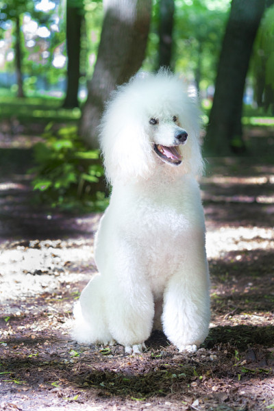 白色皇家贵宾犬的肖像