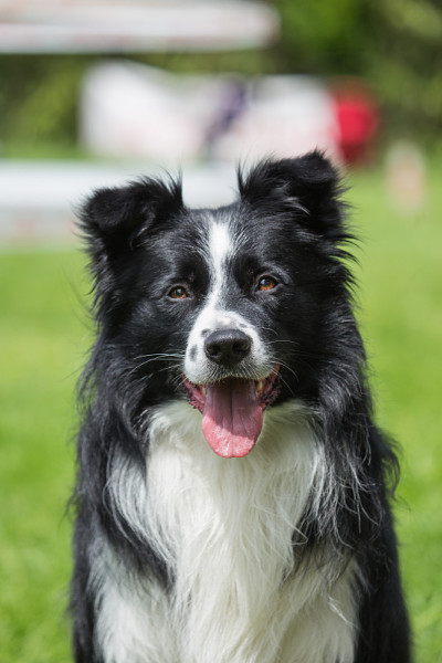 边境牧羊犬