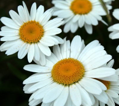 雏菊