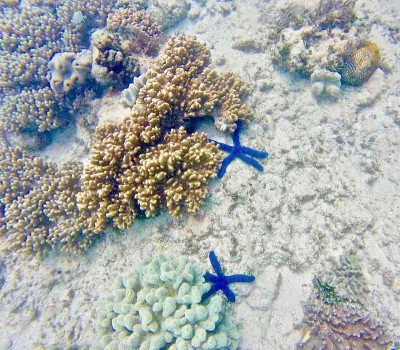 两只蓝色的海星躺在海底。