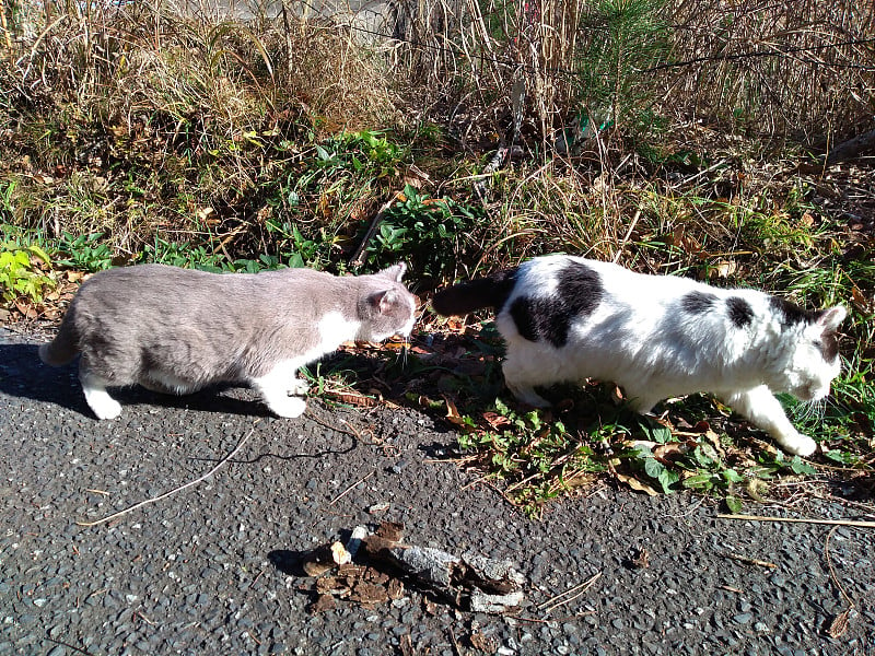 日本宫城县田代岛街上的猫