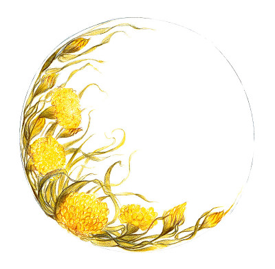 黄色圆花
