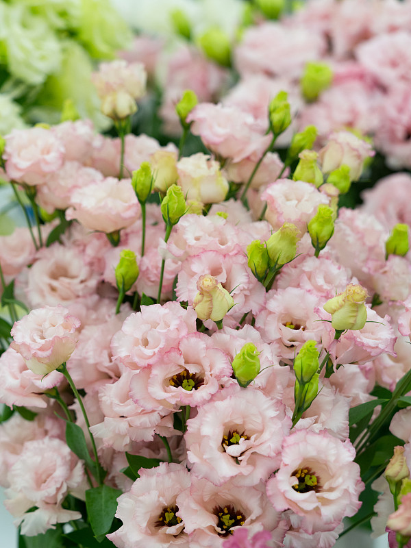 Eustoma