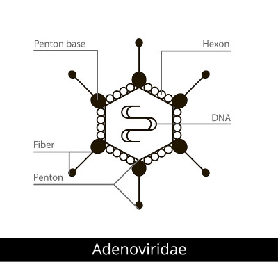 Adenoviridae。分类的病毒。