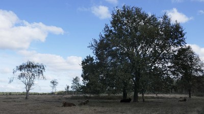 苏格兰高地人在树下。圣安东尼斯的国家森林。北布拉班特，Land van Cuijk，荷兰。