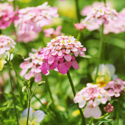 Iberis amara花。也叫rocket candytuft, bitter candytuft