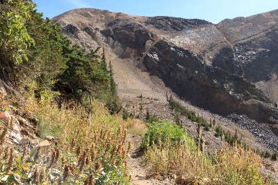 野花在高山地区的瓦萨奇山脉