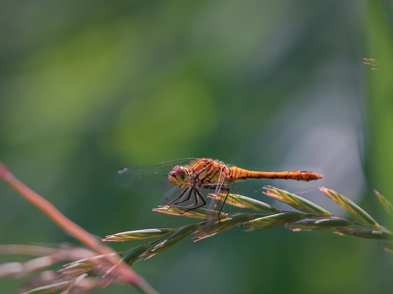 雌性飞镖蜻蜓