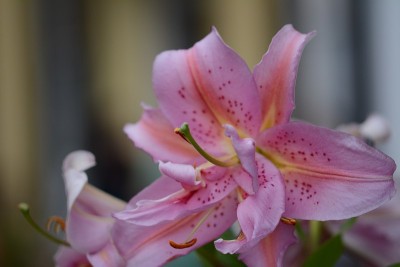 夏日鲜花盛开