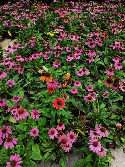 紫锥菊，俗称紫松果花