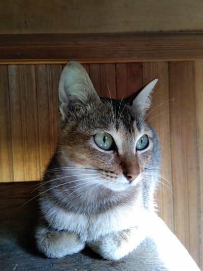 猫