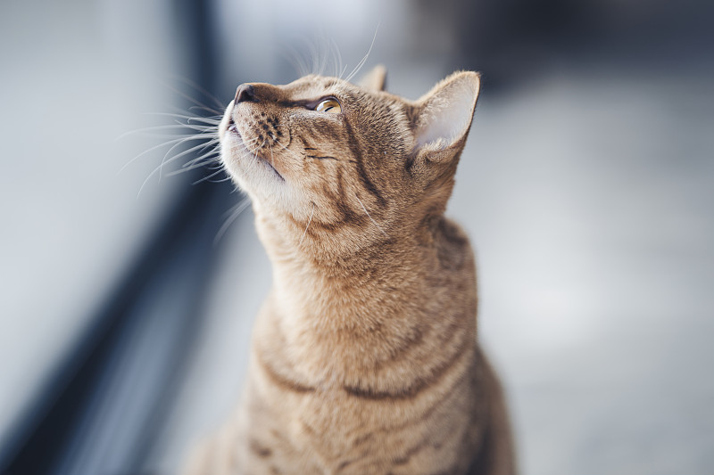 一只泰国条纹猫抬头看到房子里有什么东西。