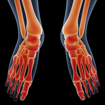 人体骨骼系统足部骨骼关节解剖