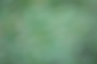模糊自然树叶