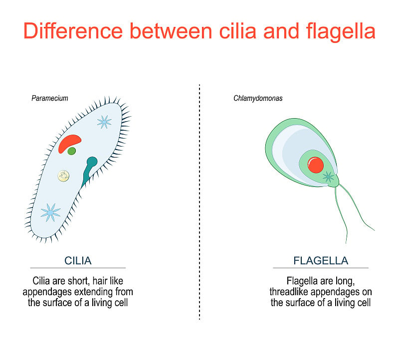 纤毛和鞭毛，例如草履虫和衣藻。