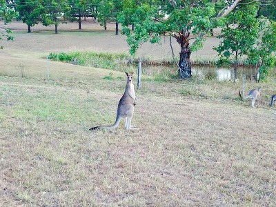 袋鼠在澳大利亚新南威尔士州悉尼猎人谷由无人机拍摄的照片