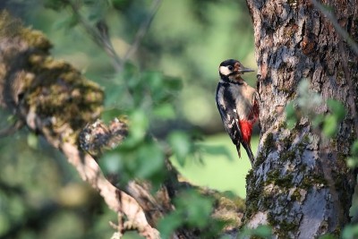 大斑点啄木鸟(Dendrocopos major)德国
