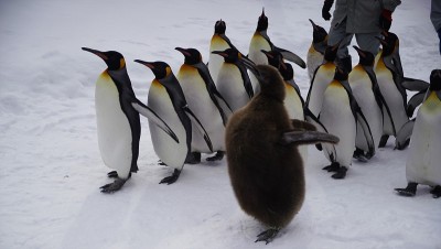 企鹅雪走