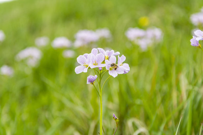 春虫在花上收集花蜜