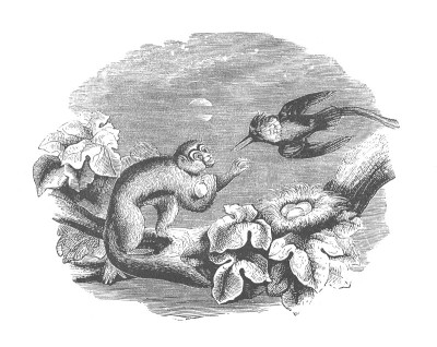 松鼠猴偷蛋，古董雕刻插图
