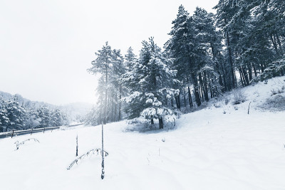 冬天。雪显示图像。美丽的背景。