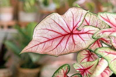 近距离观察带有粉红色和绿色脉的“Caladium White Queen”室内植物的外来叶子