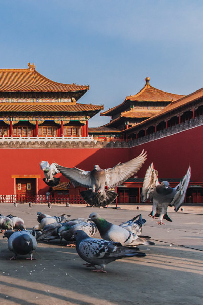 中国北京紫禁城广场上的鸽子。鸽子在北京紫禁城红墙前飞翔。图中牌匾的中文翻译:午门。