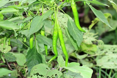 Manganji togarashi