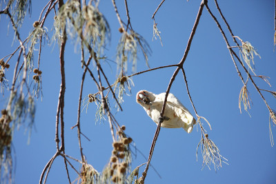 据澳大利亚Corella