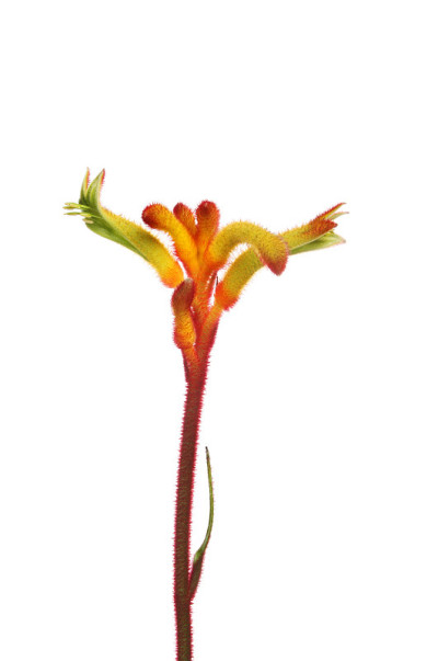 袋鼠爪花