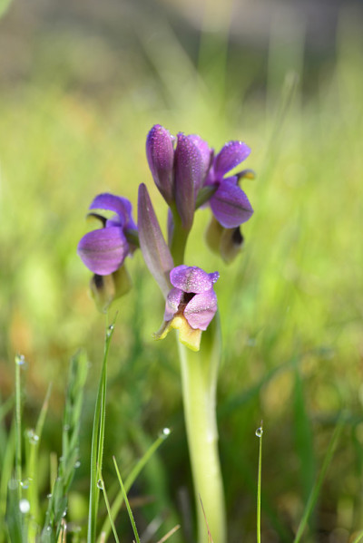 兰花或蜂花兰花