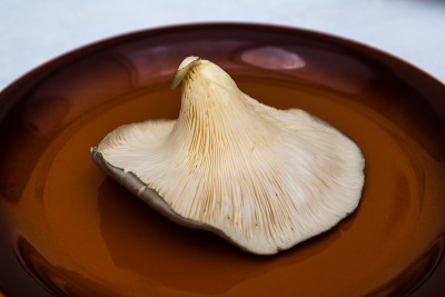 平菇