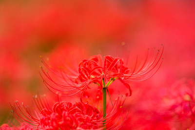 蜘蛛百合的花