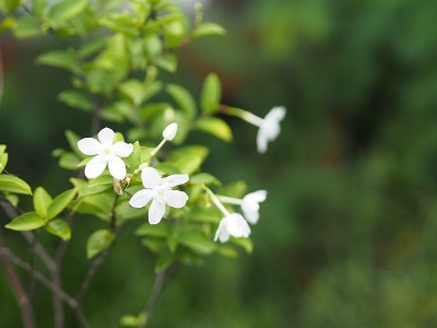 栀子，茜草科小的多年生植物，叶圆形、椭圆形、尖状，单花生于枝的先端或末端。花香四溢，白花绽放，绿叶在