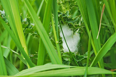 唾沫bug泡沫