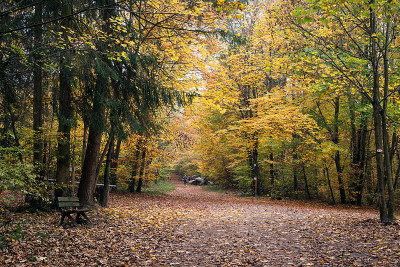 wooden bench and beautiful trees in the autumnal f