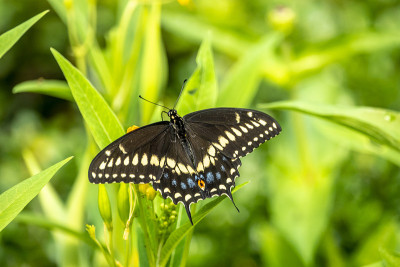 Papilio troilus，香料灌木燕尾蝶