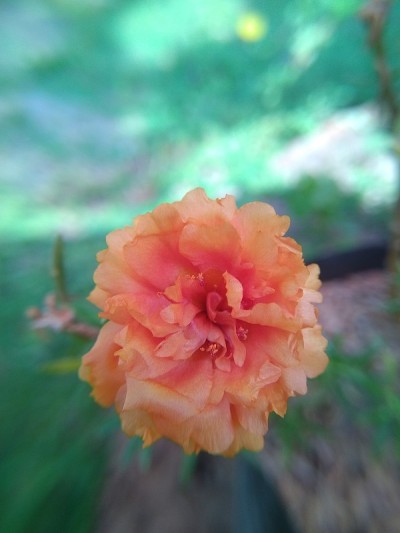 苔藓玫瑰