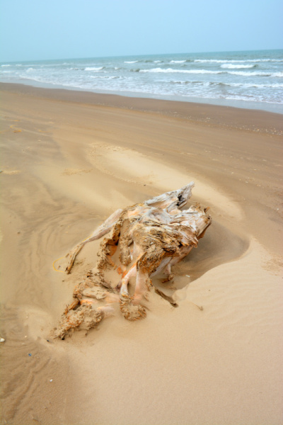 海滩上的浮木