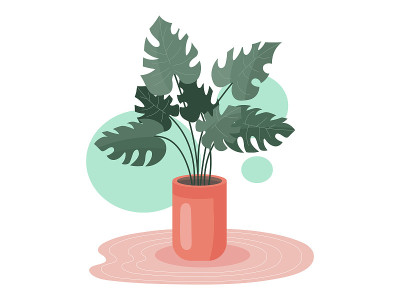 家怪物奶酪植物在花盆插图。