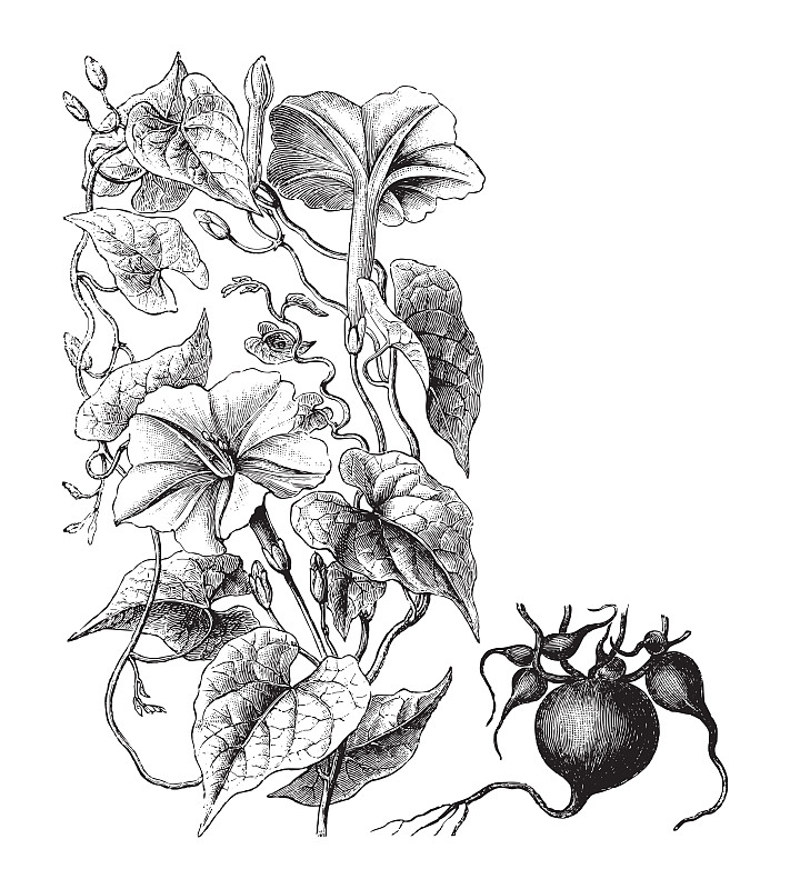 Jalap (Ipomoea purga) -复古插图