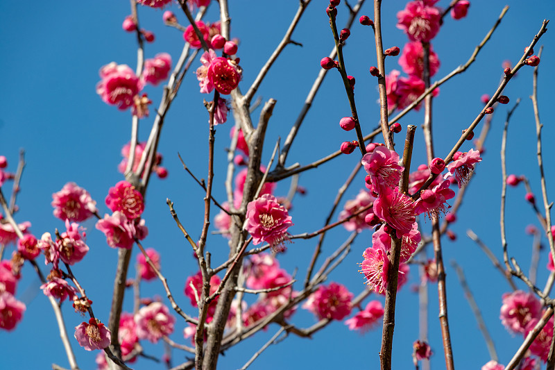 梅花花园公园，千叶县，千叶市，日本