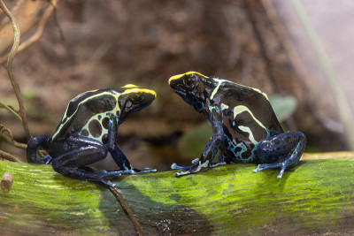 染毒箭蛙(dendrobates tintorius)